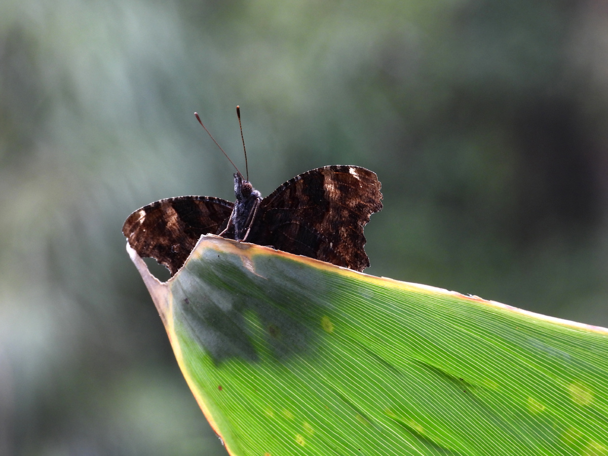 阴天的下午准备回家一抹蓝闪过是它琉璃蛱蝶