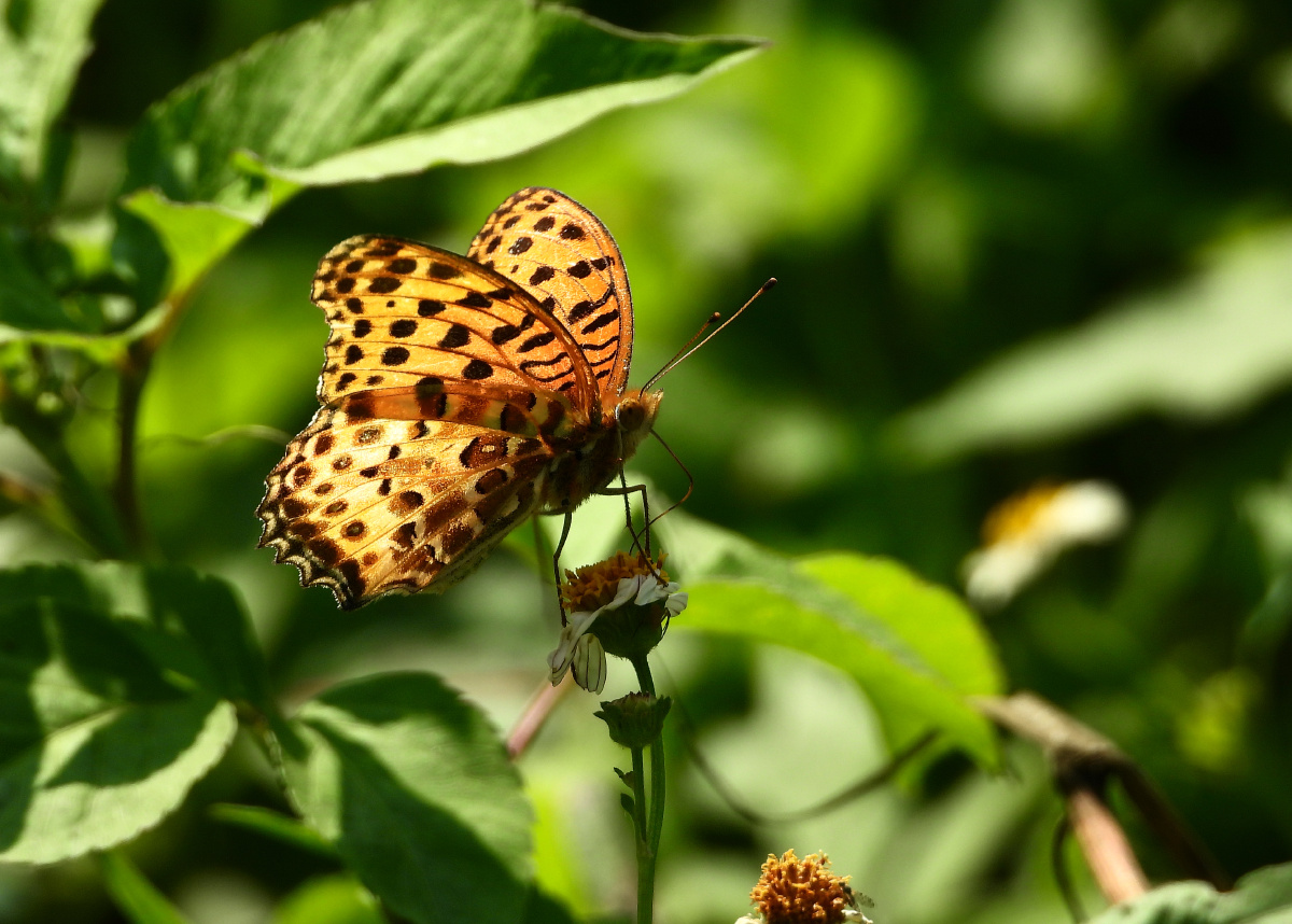 斐豹蛱蝶雄好美的太阳橙色