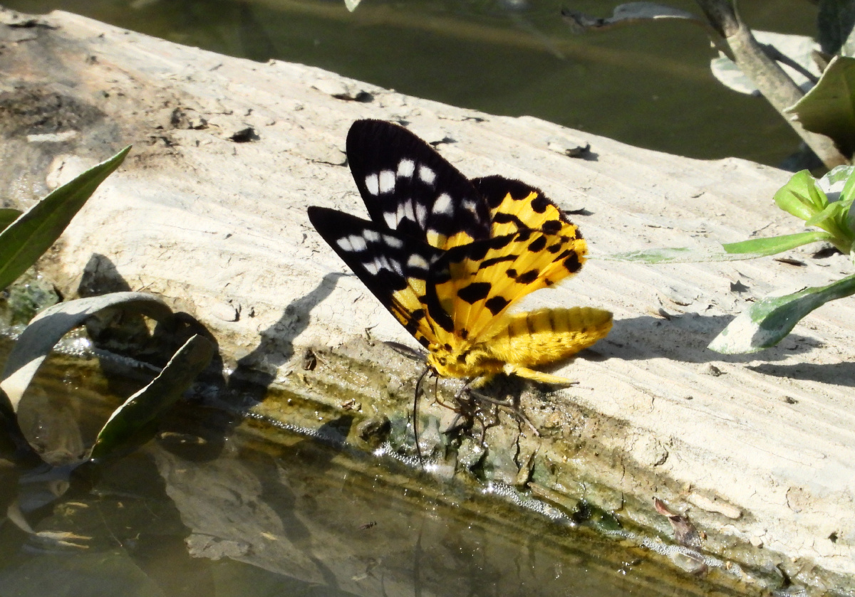 漂亮的豹尺蛾,好喜欢,但是好难拍呀