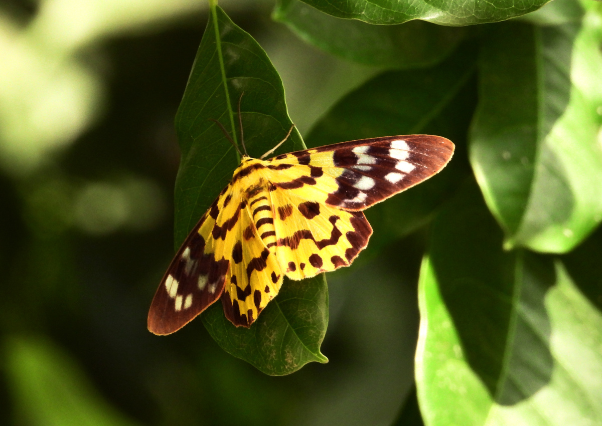 漂亮的豹尺蛾,好喜欢,但是好难拍呀