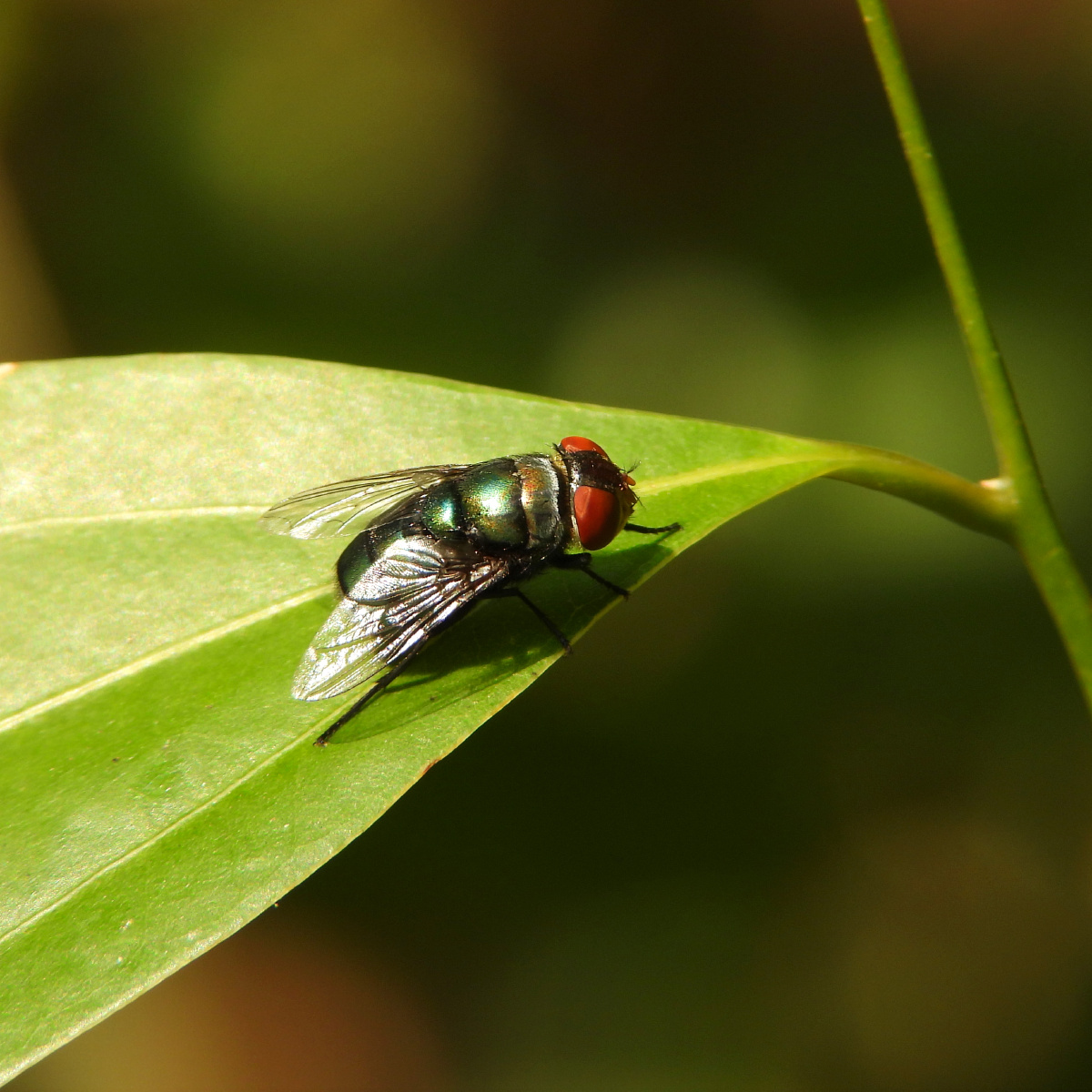 丝光绿蝇,绿豆蝇,苍蝇,都是它的名字