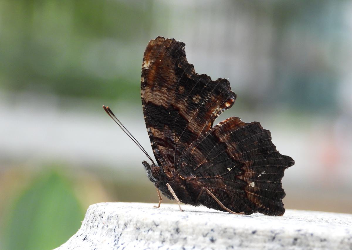 阴天的下午准备回家一抹蓝闪过是它琉璃蛱蝶