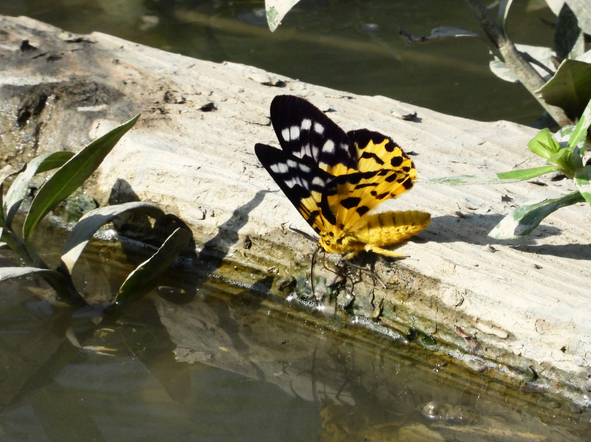 漂亮的豹尺蛾,好喜欢,但是好难拍呀