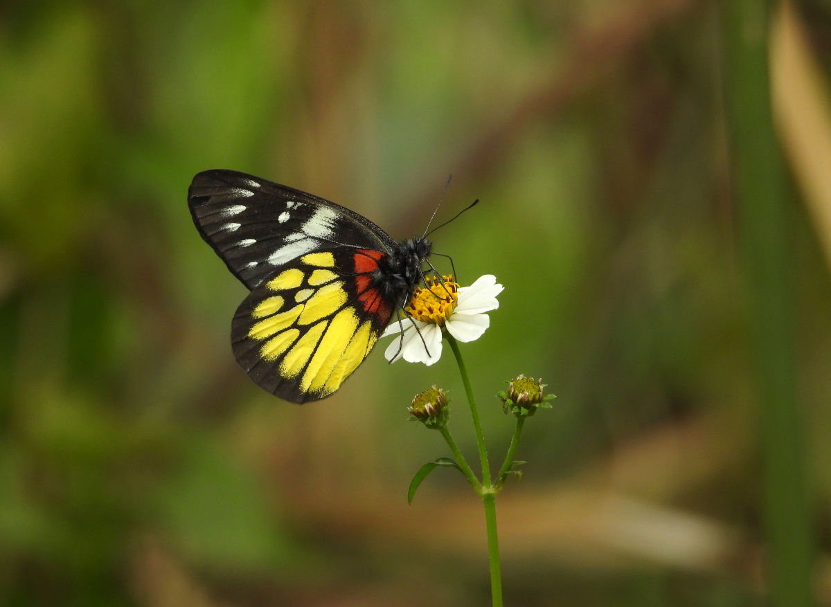 报喜斑粉蝶红肩粉蝶我更喜欢它叫报喜斑粉蝶