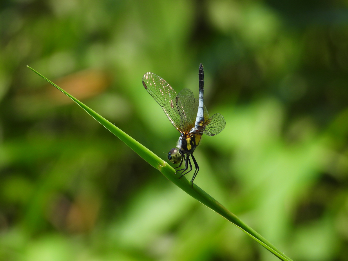 橙斑蜻蜓好像穿了一件虎皮背心