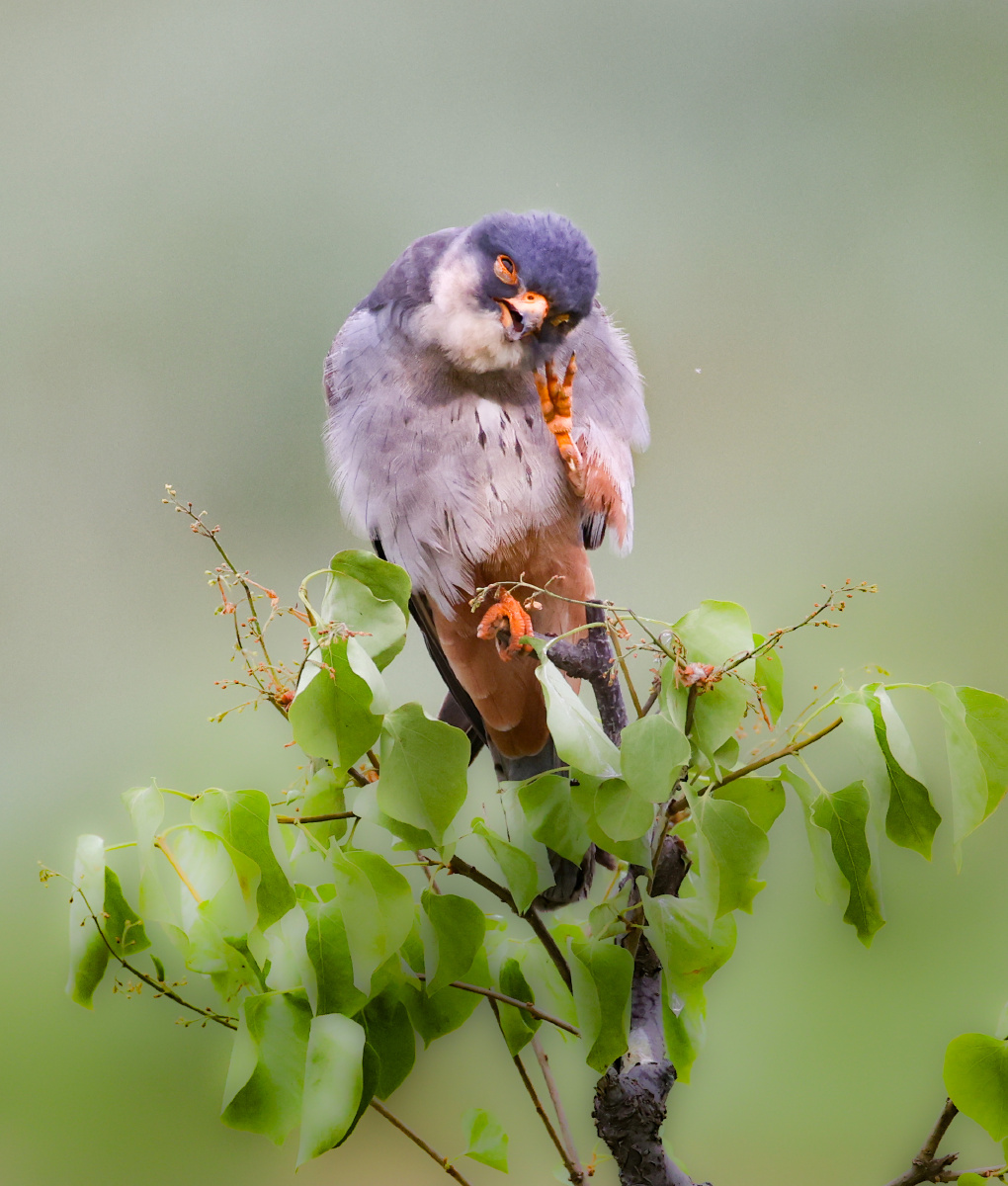 萌萌样子好可爱～～阿穆尔隼 - 摄影师迈克徐 - 图虫