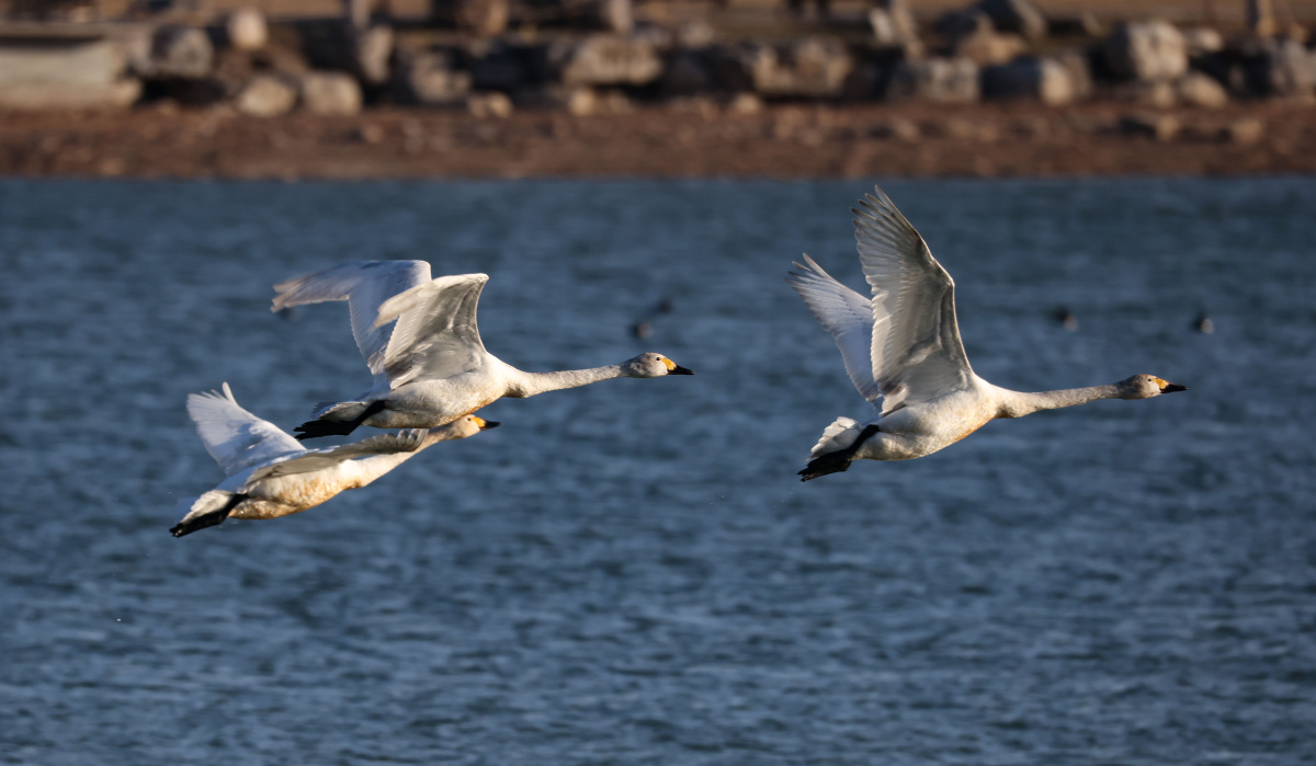 水面起舞～～白天鹅