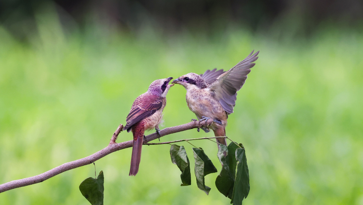 红尾伯劳喂雏鸟