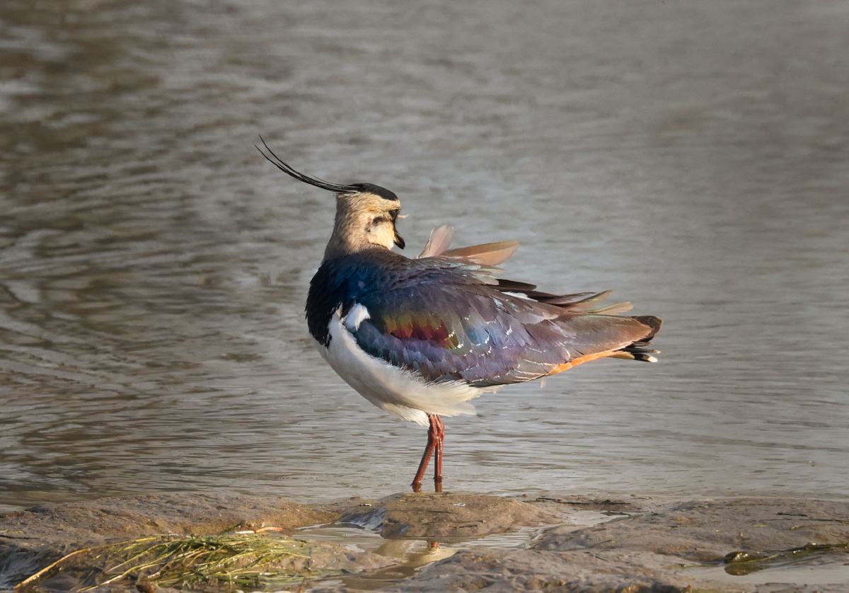 不要看我的脸我要展示我的多彩的羽毛凤头麦鸡