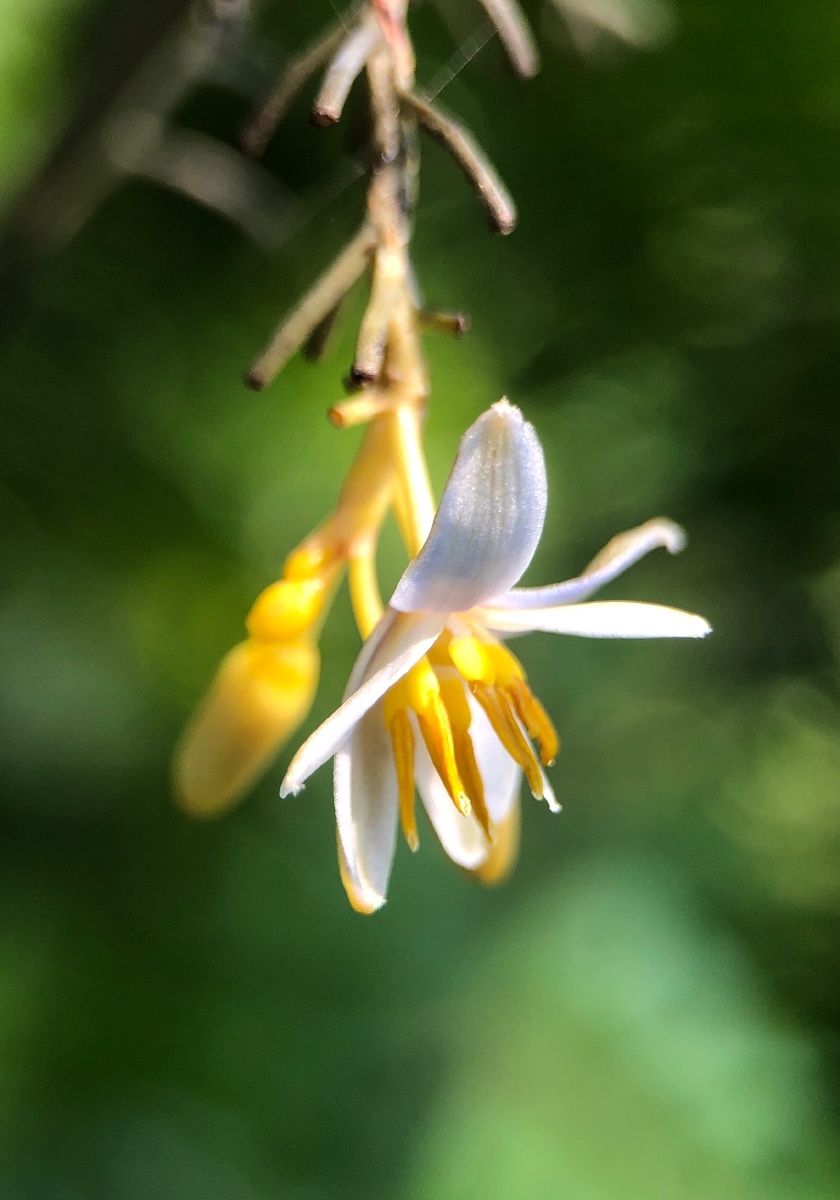 金钱桔梗兰卡色百微