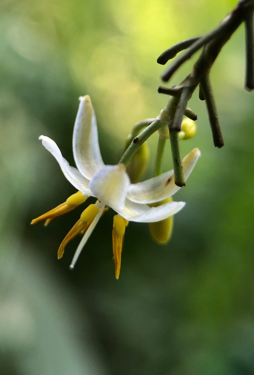 金钱桔梗兰卡色百微