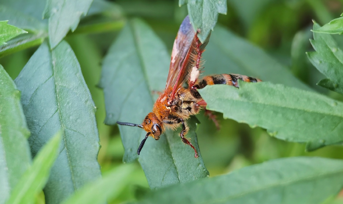在叶子上行走的切叶蜂卡色百微