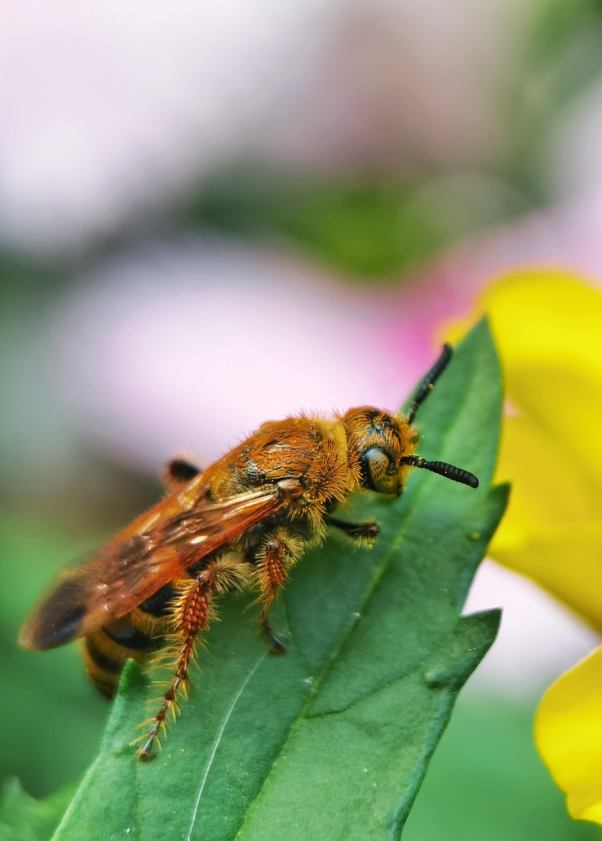 切叶蜂卡色百微