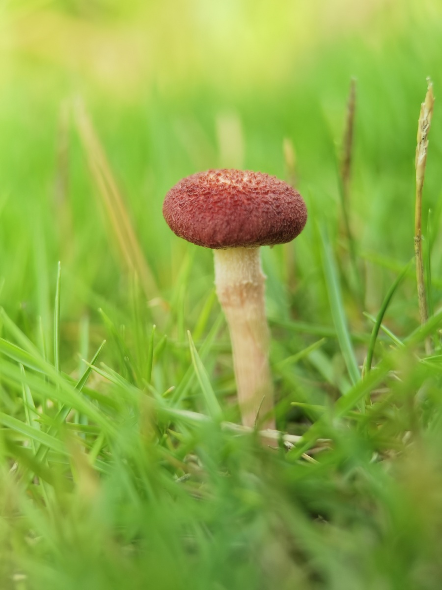 小蘑菇 卡色百微 - yy843