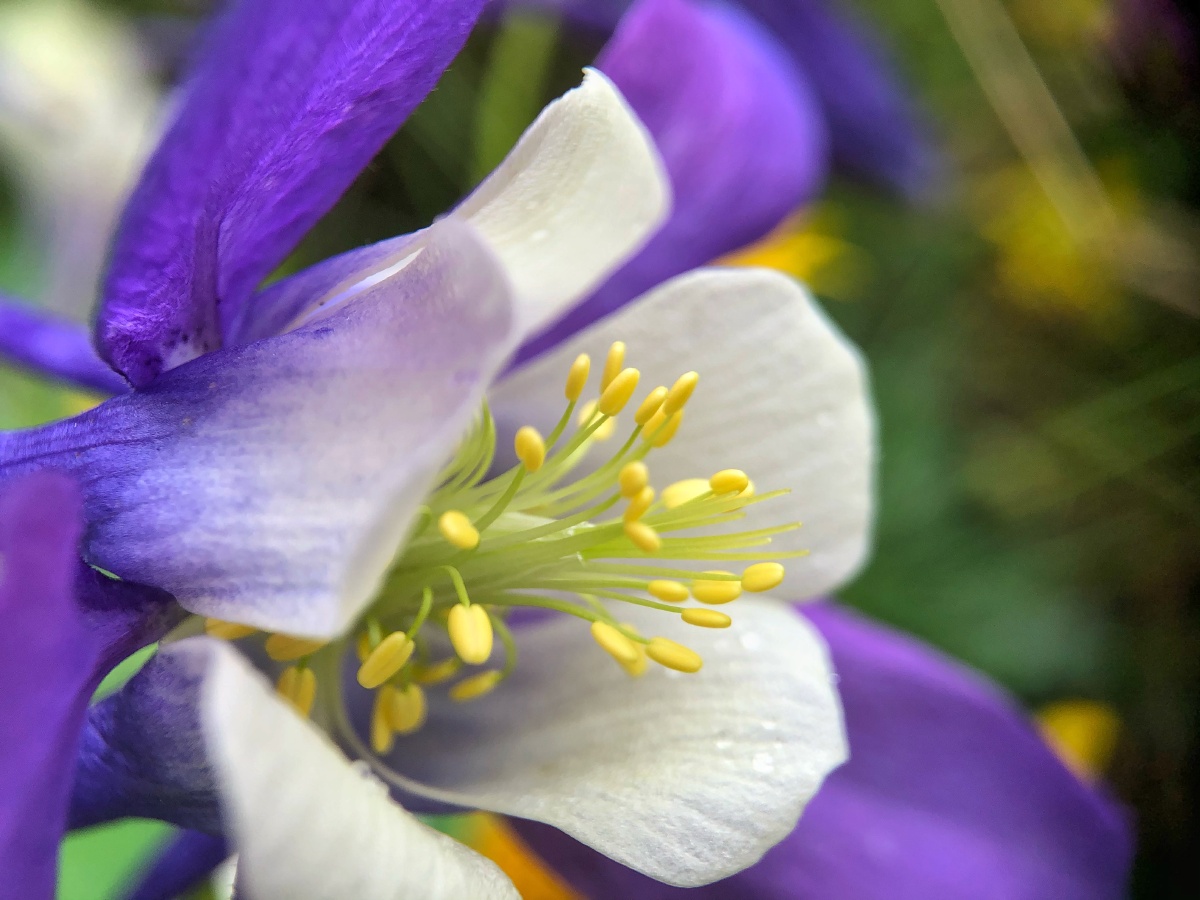 大花耧斗菜蕊43