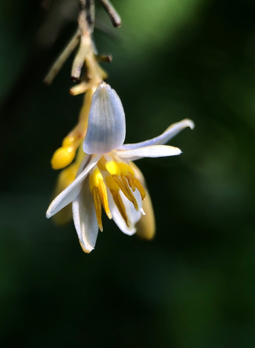 金钱桔梗兰卡色百微