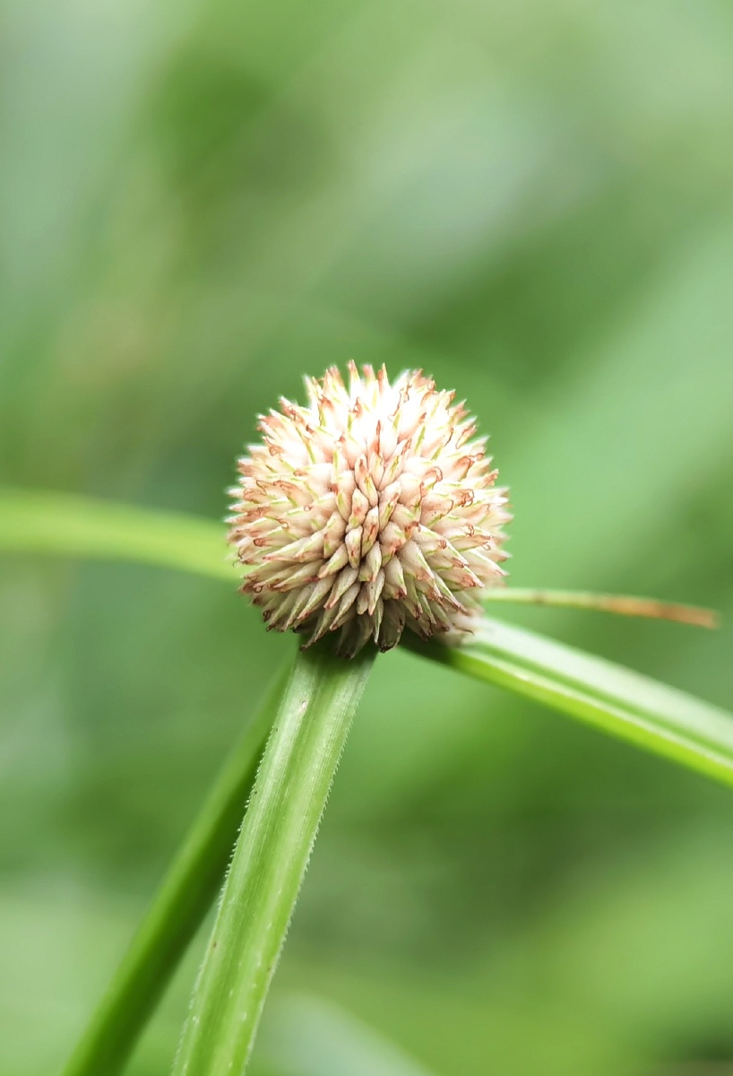短叶水蜈蚣卡色百微