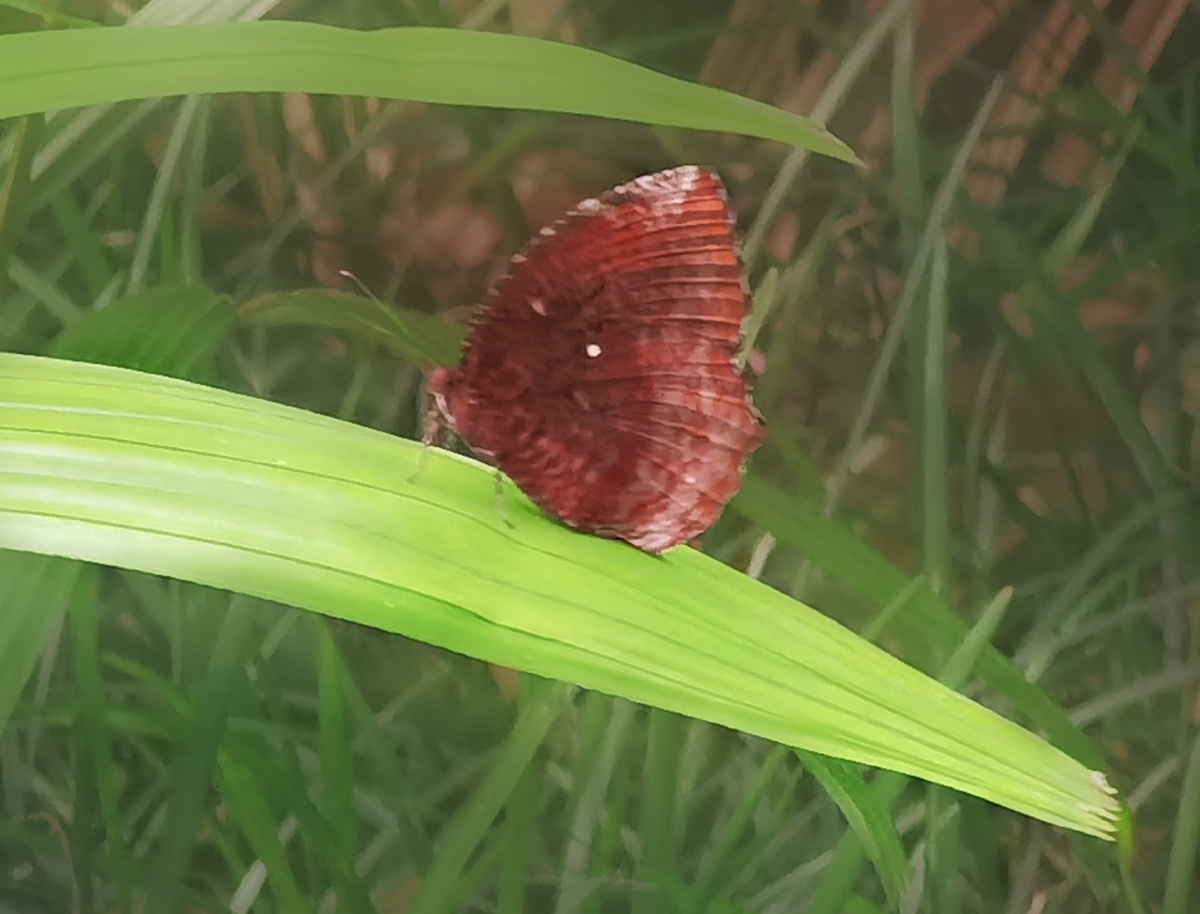 翠袖锯眼蝶手机片