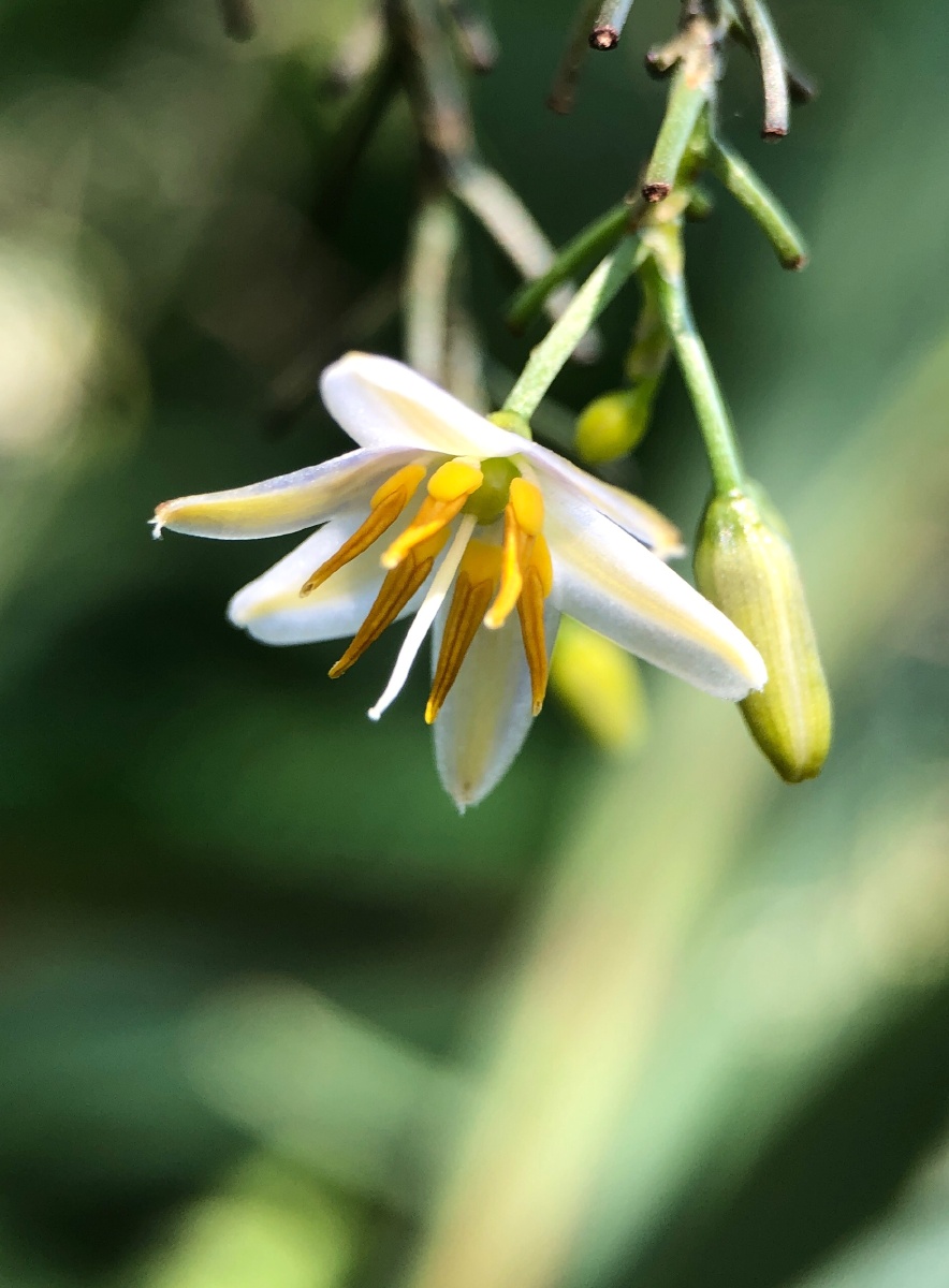 金钱桔梗兰卡色百微