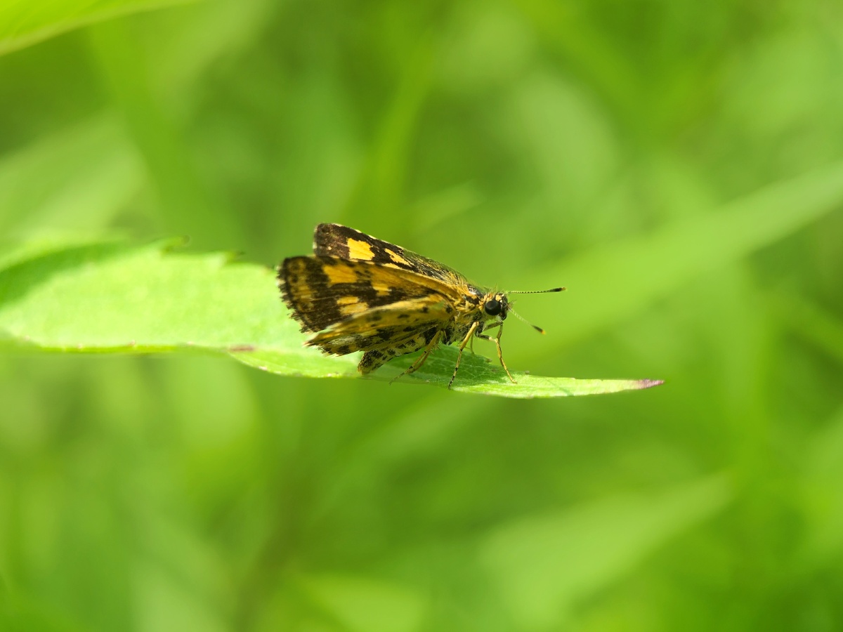 黄斑弄蝶 卡色百微