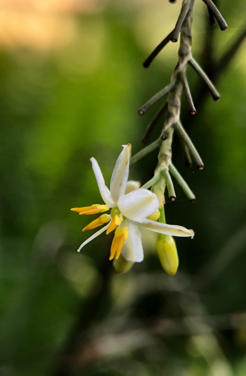 金钱桔梗兰卡色百微