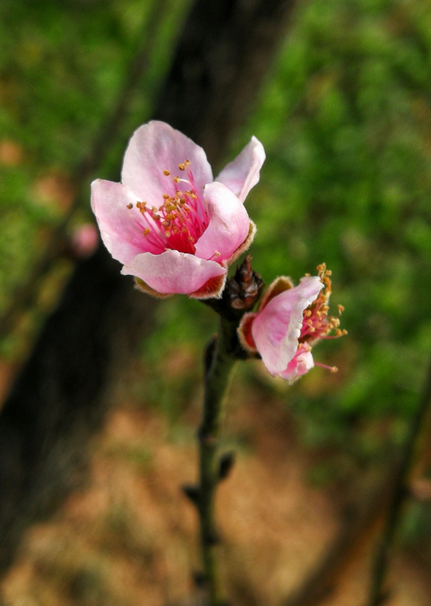 冬天未过桃花已开