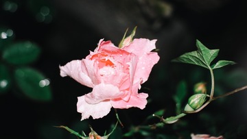1B63DB4F-DE25-4B5D-B415-153C52A13AC7/L0/001