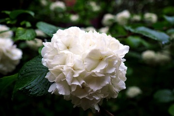 P4249446