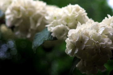 P4249453