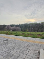 1000061527