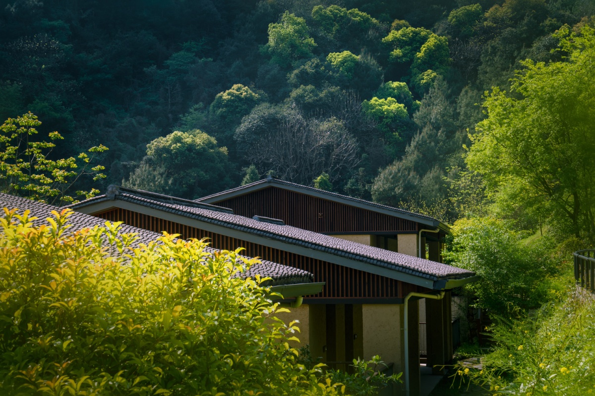 把建筑安放在森林