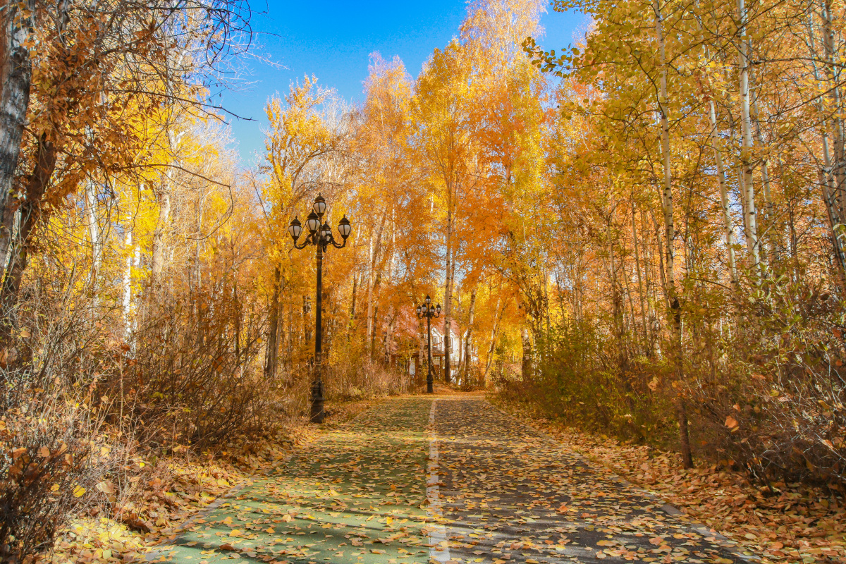 新疆阿勒泰桦林公园