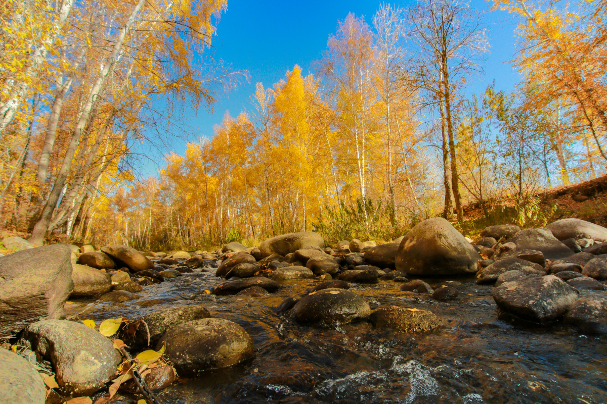 新疆阿勒泰桦林公园