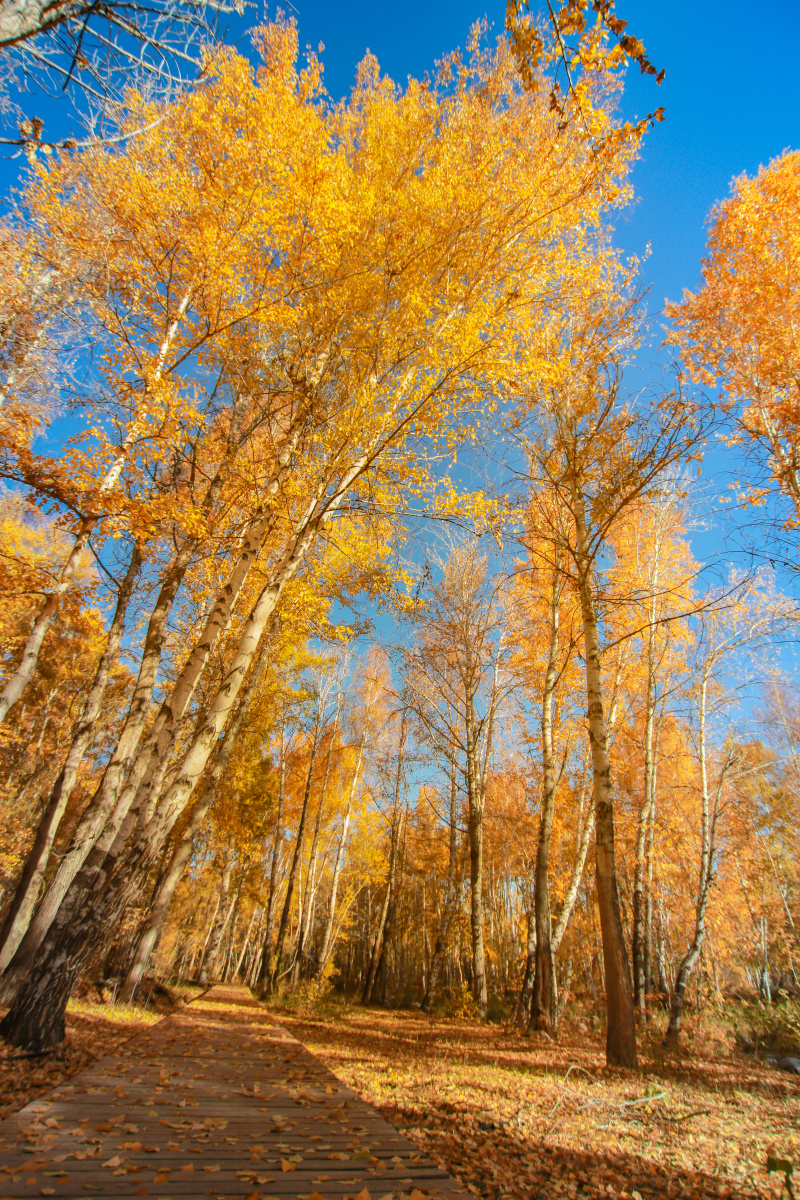 新疆阿勒泰桦林公园