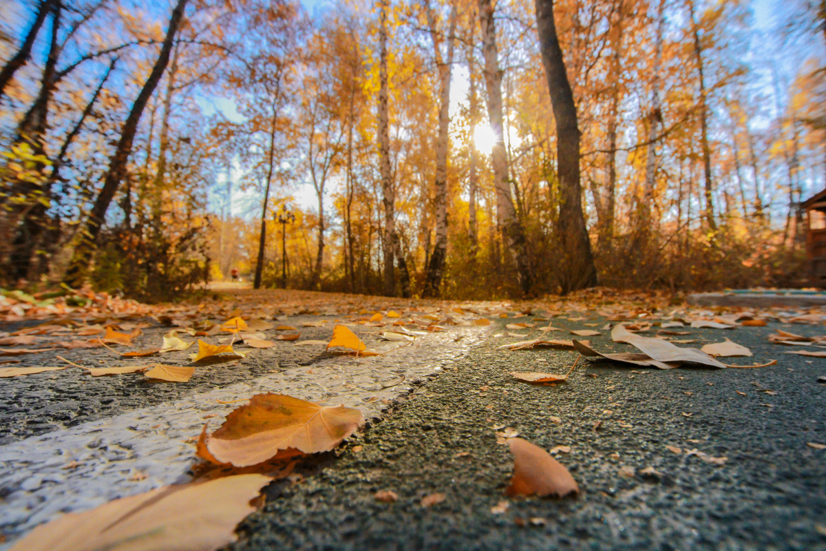 新疆阿勒泰桦林公园