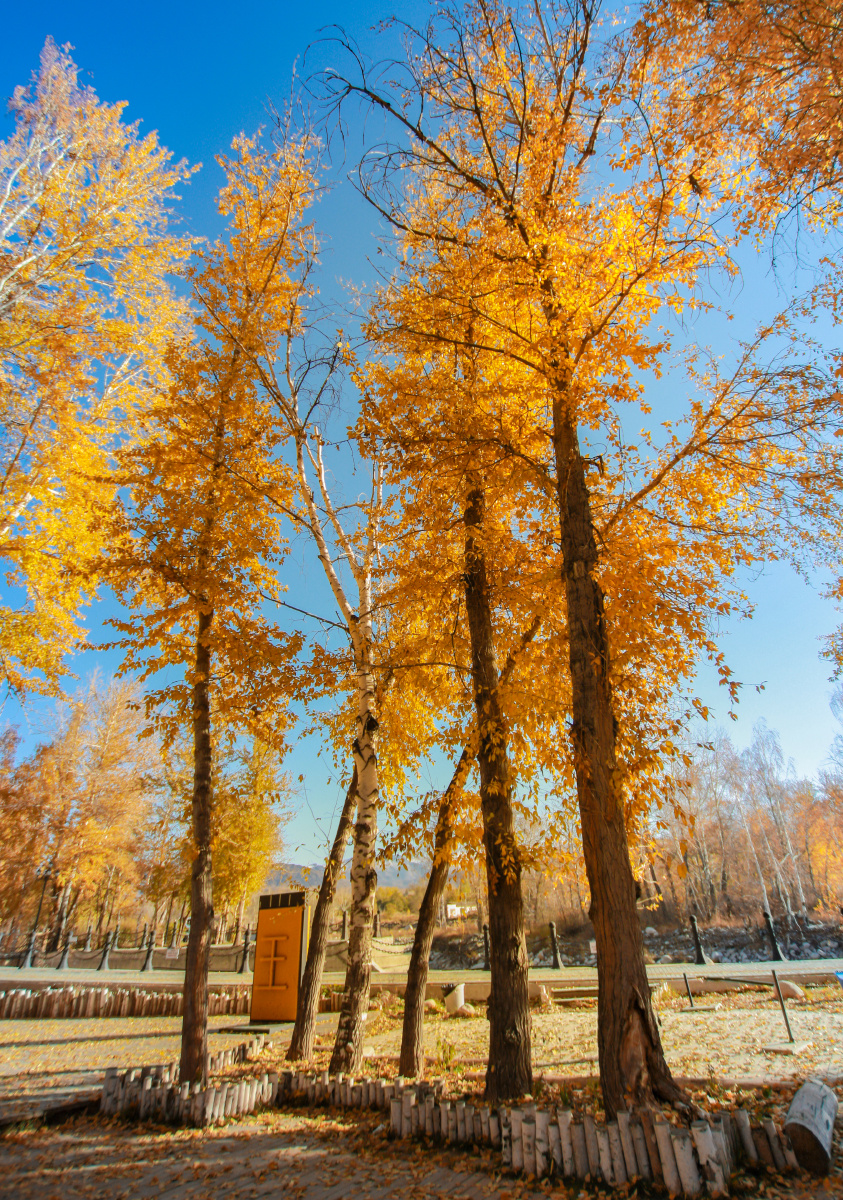 新疆阿勒泰桦林公园