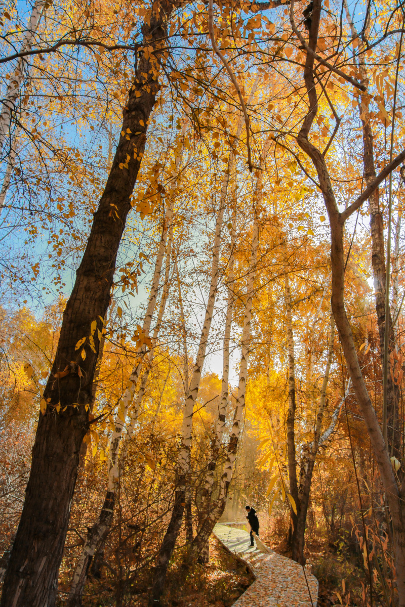 新疆阿勒泰桦林公园