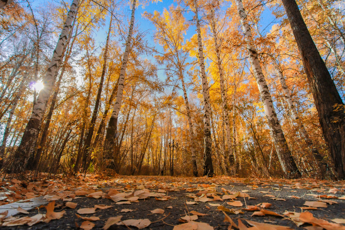 新疆阿勒泰桦林公园
