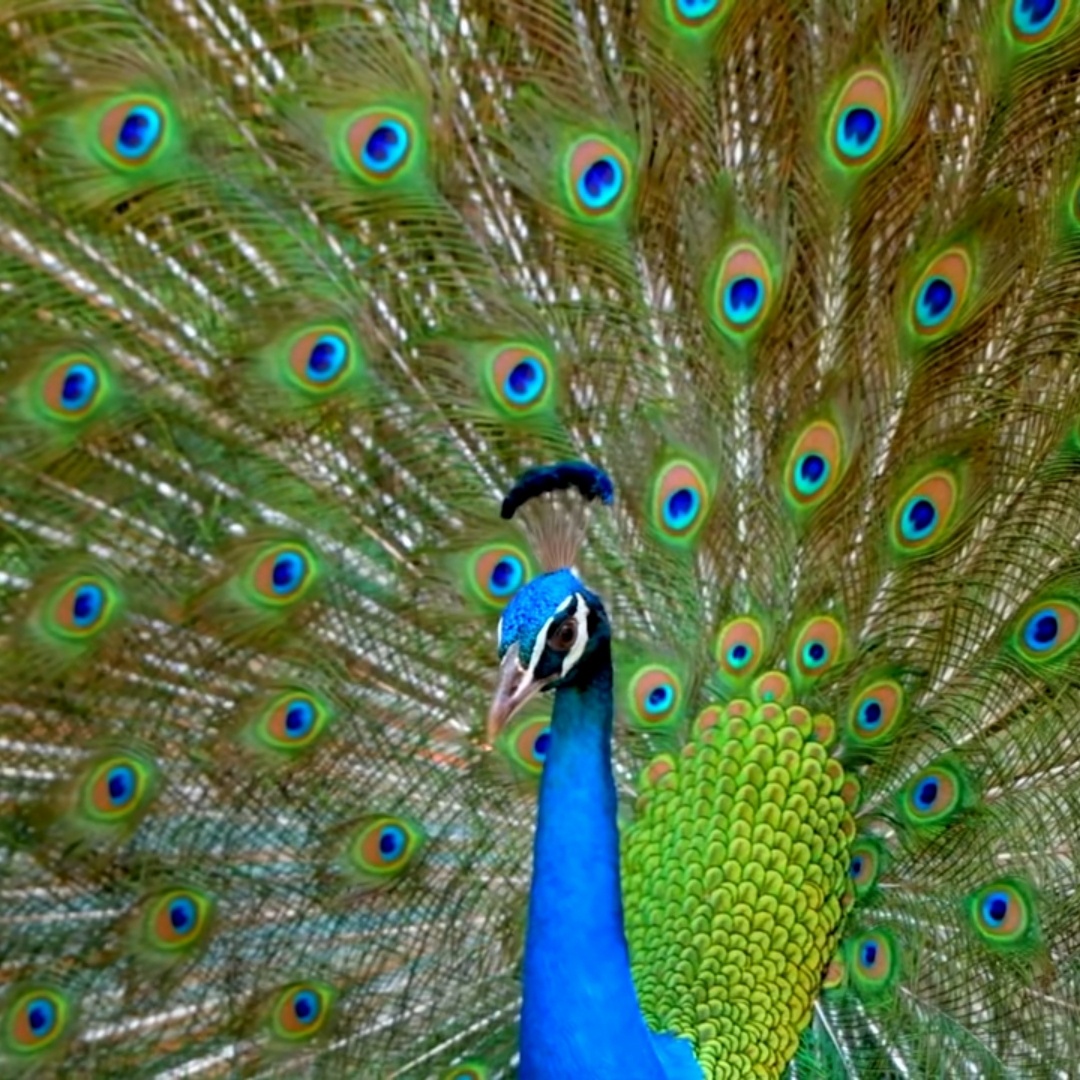 孔雀开屏图组 - 摄影师160439572873509