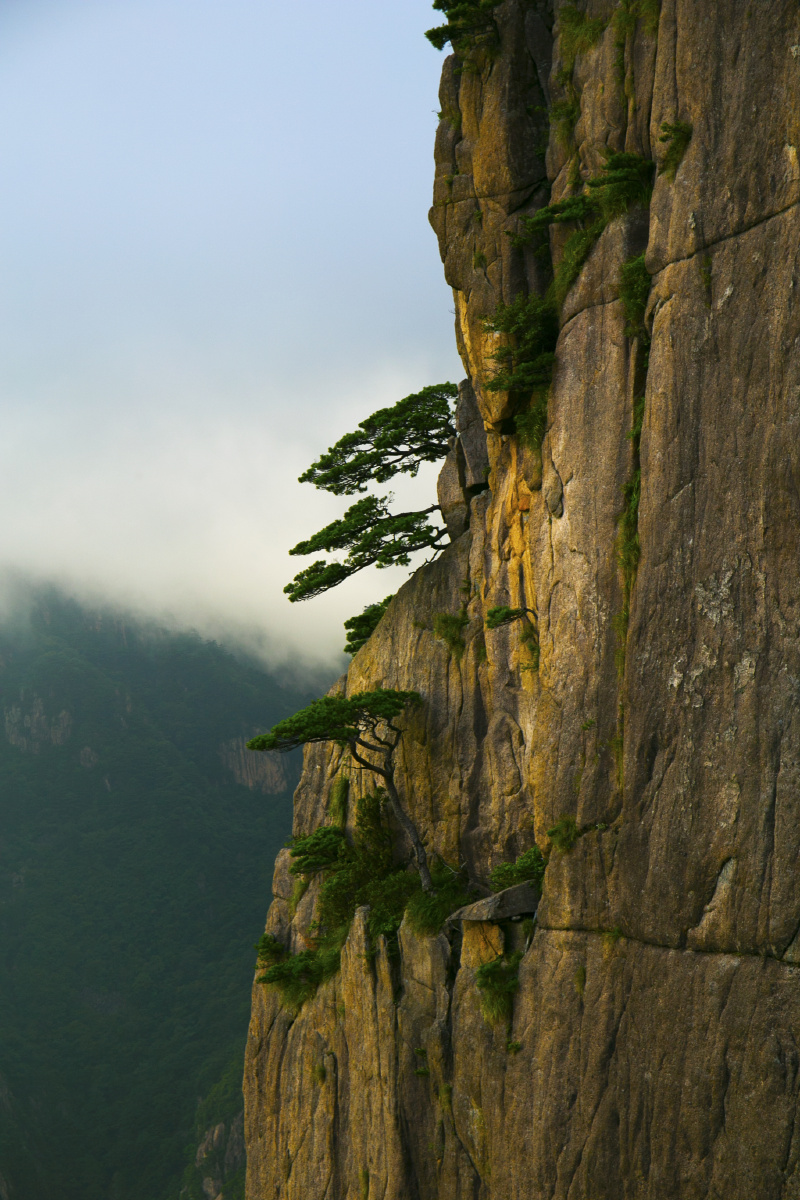 黄山大雾森林孤松倒挂倚绝壁白云往来入仙宫