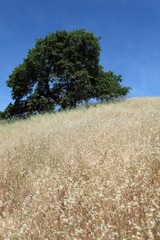 Henry W Coe State Park 4
