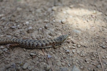 Henry W Coe State Park 6