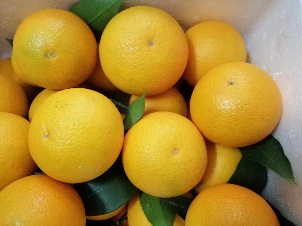 自家生态绿色蜜香橙即刻上市,寻求微商社团电商合作