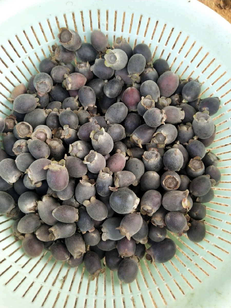 金捻子有吃过吗