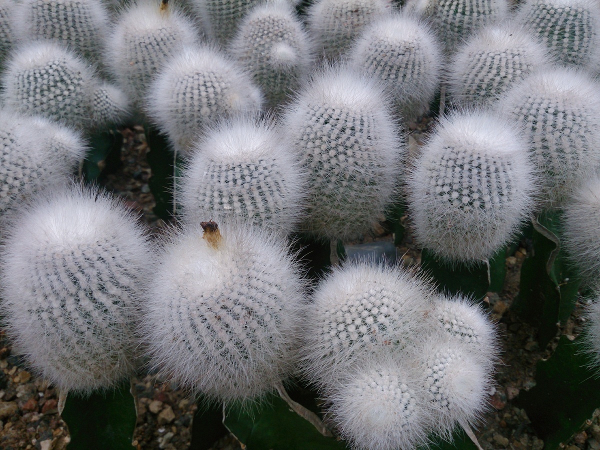 毛茸茸的仙人球