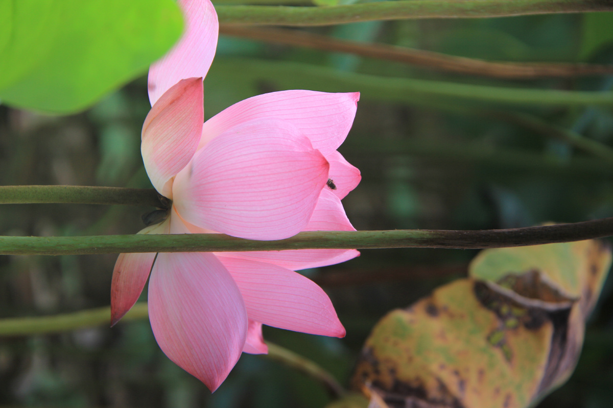 荷花- 一颗静心 - 图虫