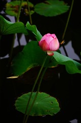 2908E4DB-622E-4B23-AF77-6011FD20866F/L0/001