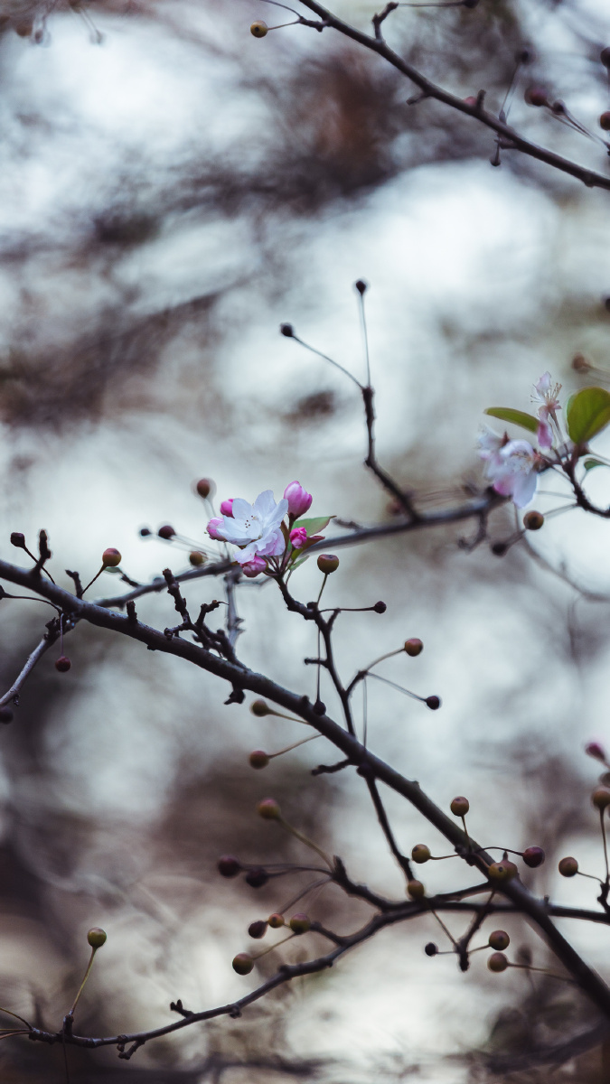 初冬绽放的海棠花