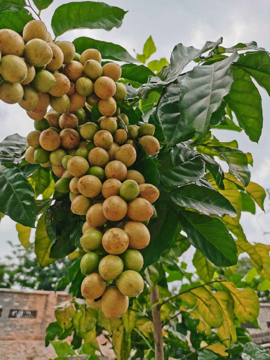 荔枝黄皮龙眼 - lss228 - 图虫