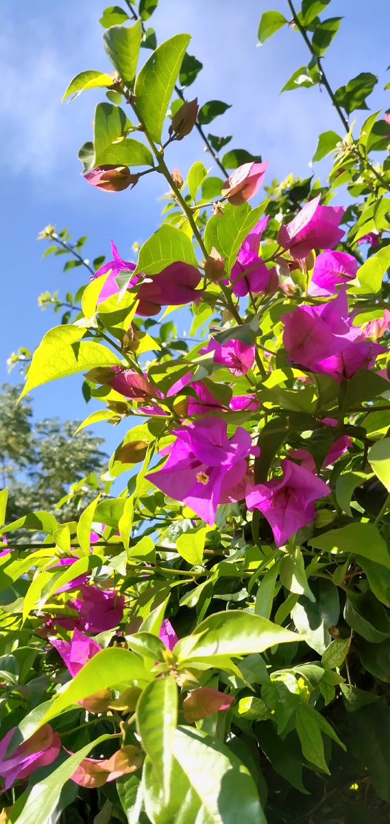 昆明果然四季如春11月的花儿依然如此娇艳